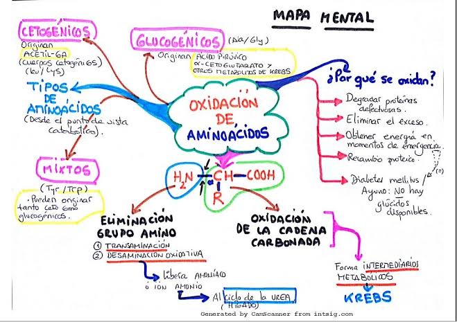 Resultado de imagem para ciclo da ureia mapa mental"