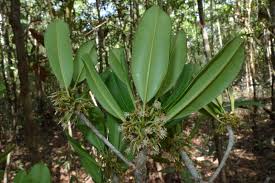 Image result for Manilkara