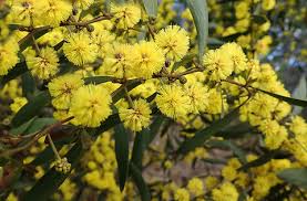 Image result for Acacia nilotica