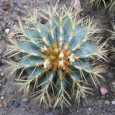 Seeds can be sown in the spring or summer the well developed seedlings can be planted separately in small pots. Blue Barrel Cactus 10 Seeds Rareplant