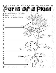 Label The Parts Of A Plantworksheets Plants Worksheets Parts Of A Plant Kindergarten Worksheets