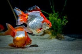Goldfish don't need substrate in their tank, but having substrate can provide a ton of surface area for beneficial bacteria to grow, creating a healthier environment for your fish. Tosakin Goldfish Care Guide Varieties Lifespan More With Pictures
