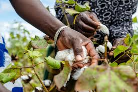 The better cotton initiative (bci), founded in 2009 and initiated by some visionary organisations, including adidas, h&m, ikea, oxfam and wwf, aims to improve the livelihood and economic. Better Cotton Initiative Linkedin