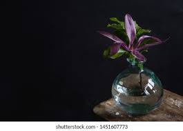 Flickr is almost certainly the best online photo management and sharing application in the world. Pink Magnolia Flower Glass Vase Magnolia Stock Photo Edit Now 1451607773