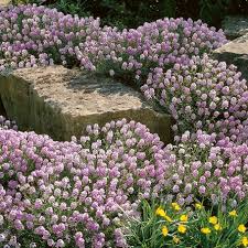 Groaÿblumiges Steinta Schel Aethionema Grandiflorum Bodendecker Von Ga Rtner Pa Tschke Steingarten Pflanzen Garten Pflanzen Bodendecker