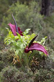 Araceae it's a big family with 104 genus and over 3000 species, they are easy to recognize due to the inflorecens. How Aroids Turn Up The Heat In Defense Of Plants