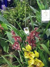 Image result for Eulophia euglossa