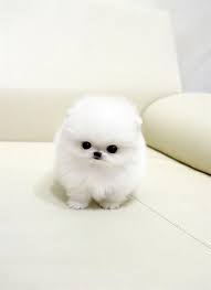 50 Cute Animal Photos Cute Animals Cute Animal Pictures Cute Baby Animals