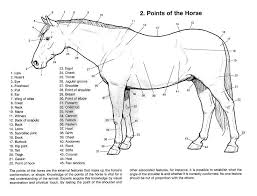 18 Best Images Of Horse Study Worksheets Horse Riding Posture Worksheet Free Printable Horse Breed Worksheets And Horse Pressur In 2020 Horse Anatomy Anatomy Horses