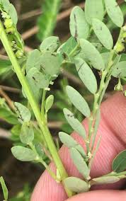 Image result for Phyllanthus fraternus