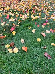 Falling for November