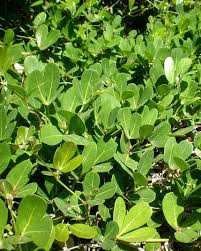 Image result for Rhoicissus