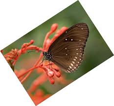 Download the original source file and compare. Rotate A Jpg Picture Online Jpg Tools