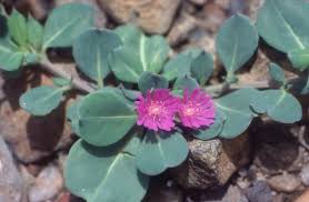 Image result for Lophiocarpaceae