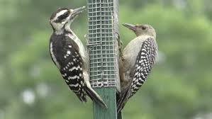 Favorite picture by far, that i have had the pleasure of capturing. Juvenile Red Bellied Woodpecker Melanerpes Carolinus Stock Footage Video 100 Royalty Free 17926747 Shutterstock