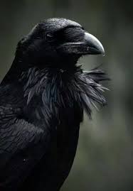 Chest Ruffles Raven Pictures Crow Animals