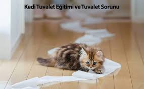kedi tuvalet egitimi ve tuvalet sorunu kedi evcil hayvan urunleri evcil hayvanlar