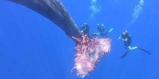 Gigi paus sperma bahwa bisa tumbuh sepanjang 67 kaki (20 meter), lho. Foto Perjuangan Penyelam Bebaskan Paus Sperma Yang Terperangkap Jaring Merdeka Com