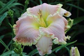 Click here to see the full gallery. Pin On Daylilies
