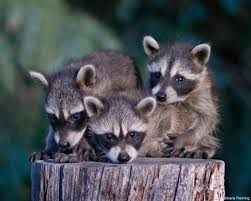 An infected dog can also pass this virus to other dogs, dogs and even humans with a bit. How To Keep Wild Raccoons Wild The National Wildlife Federation Blog The National Wildlife Federation Blog