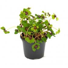 Image result for Oxalis tetraphylla