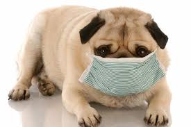 Also, bear in mind that sometimes your dog cannot digest foods that are brown or red. Kennel Cough Treatment 4 Home Remedies For Kennel Cough