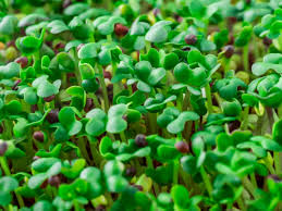 Maybe you would like to learn more about one of these? Growing Your Own Microgreens