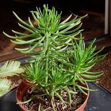 Image result for Senecio letouzeyanus