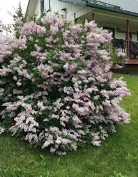 It's a compact lilac (reaching only . Syringa Patula Miss Kim 5 Lilac Wagon Wheel