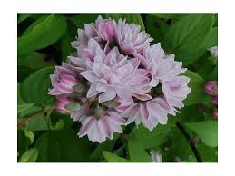 Image result for Deutzia hybrida Pink Pompon