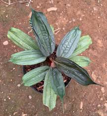 Image result for Mapania