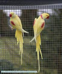 Bird Aviary For Sale Durban Alexandrine Parrot Couple Never Seen This Variety Colorfulbirds With Images Alexandrine Parrot Parrot Best Pet Birds