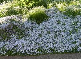 Check spelling or type a new query. Blue Star Creeper Problem 416636 Ask Extension