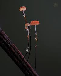Image result for Marasmius sp.