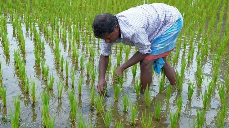 কৃষিতে দু'টি প্রকল্পে আর্থিক সহায়তায় না: কৃষিমন্ত্রী