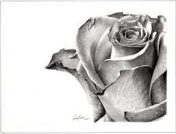 Pencil drawing different types of flowers drawing with names. Floral Pencil Drawings Fine Art Blogger