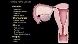 Collectively, these parts are called the vulva. 01 Female Repro System Pelvic Organs Youtube