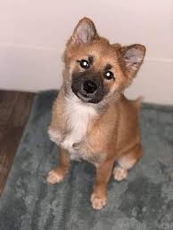 Country puppies provide on going customer support and training advice. Minot Nd Shiba Inu Meet Dandy A Pet For Adoption