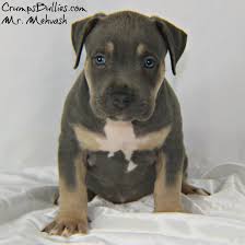 Quality made products for the working breed. Bully Pitbull Puppies For Sale Near Me Pet S Gallery