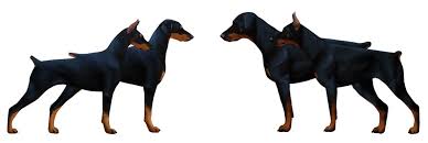 Akc top european dobermans has puppies for sale on akc puppyfinder. American Vs European Doberman