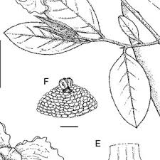 Image result for Monodora grandidieri