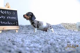 Find your new companion at nextdaypets.com. Dachshund Puppies For Sale New York Ny 265750