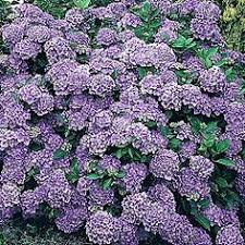 Yet, it will most likely not devour the actual plant. 61 Hedge Flowering Ideas Hedges Plants Shrubs