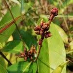 Image result for Landolphia owariensis