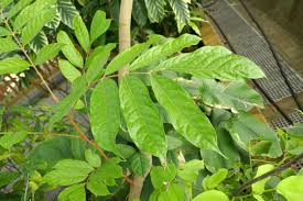 Image result for Pachylobus