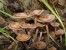 Wikizero List Of Psilocybin Mushroom Species