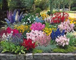 Collection 50 Plantes Vivaces Assorties Achat Vente Plantes Vivaces En Ligne Chez Willemse Plante Vivace Vivaces Beau Jardin De Fleurs