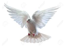 Paloma Blanca Buscar Con Google Paloma Blanca Paloma Imagenes De Palomas Blancas