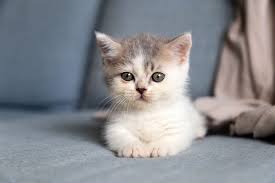 Our kittens are bred to be lovable and sociable with children and other pets alike. Munchkin Cat Breed Information Characteristics Daily Paws