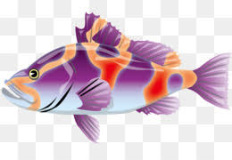 Berikut ini adalah beberapa gambar ikan vektor png. Vektor Ikan Unduh Gratis Ikan Piranha Ilustrasi Abu Abu Biru Vektor Ikan Gambar Png